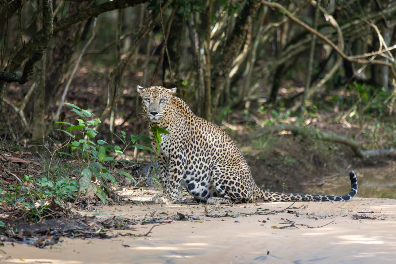 Yala National Park Thumbnail 2