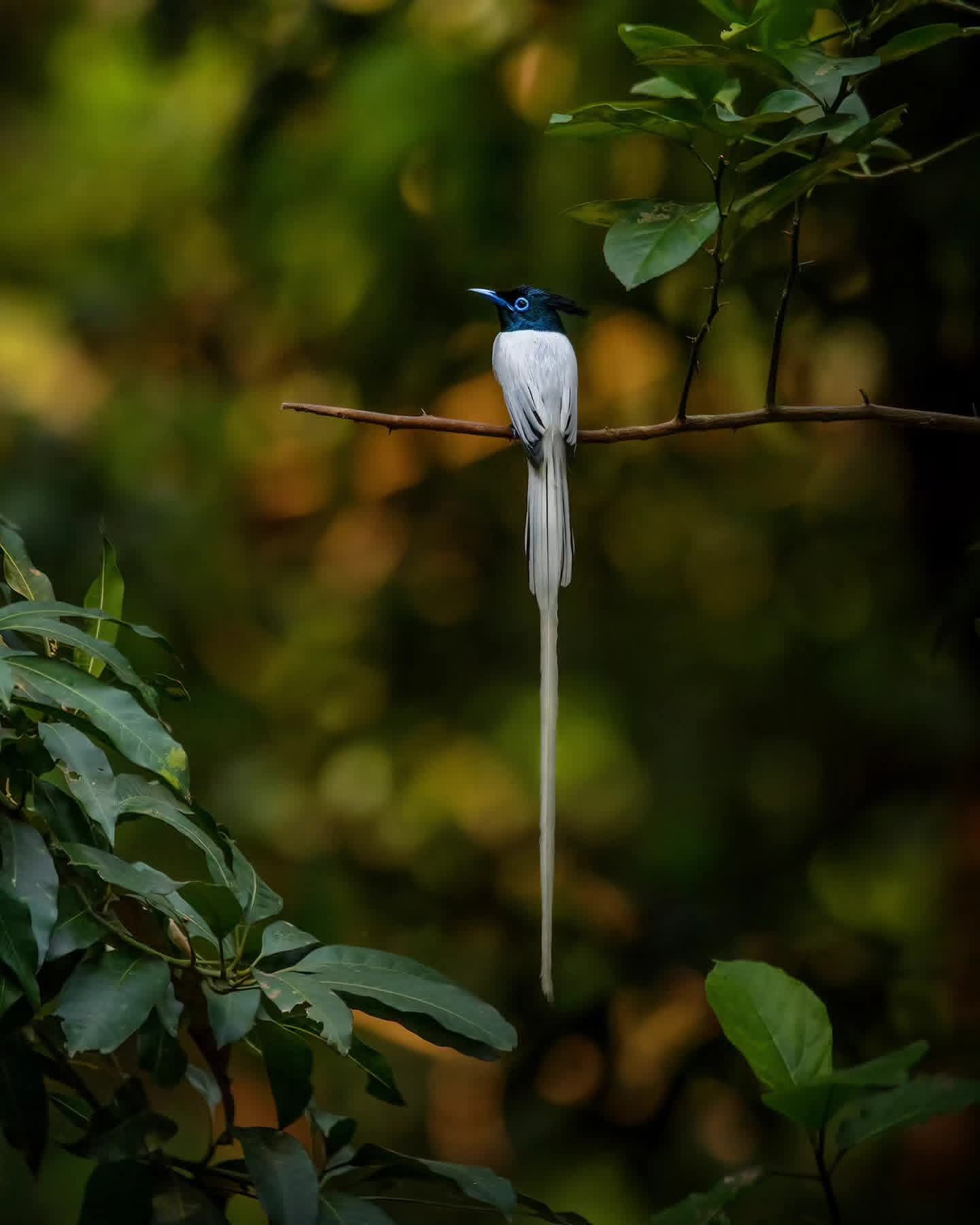 Bird watching in Sri Lanka - b26