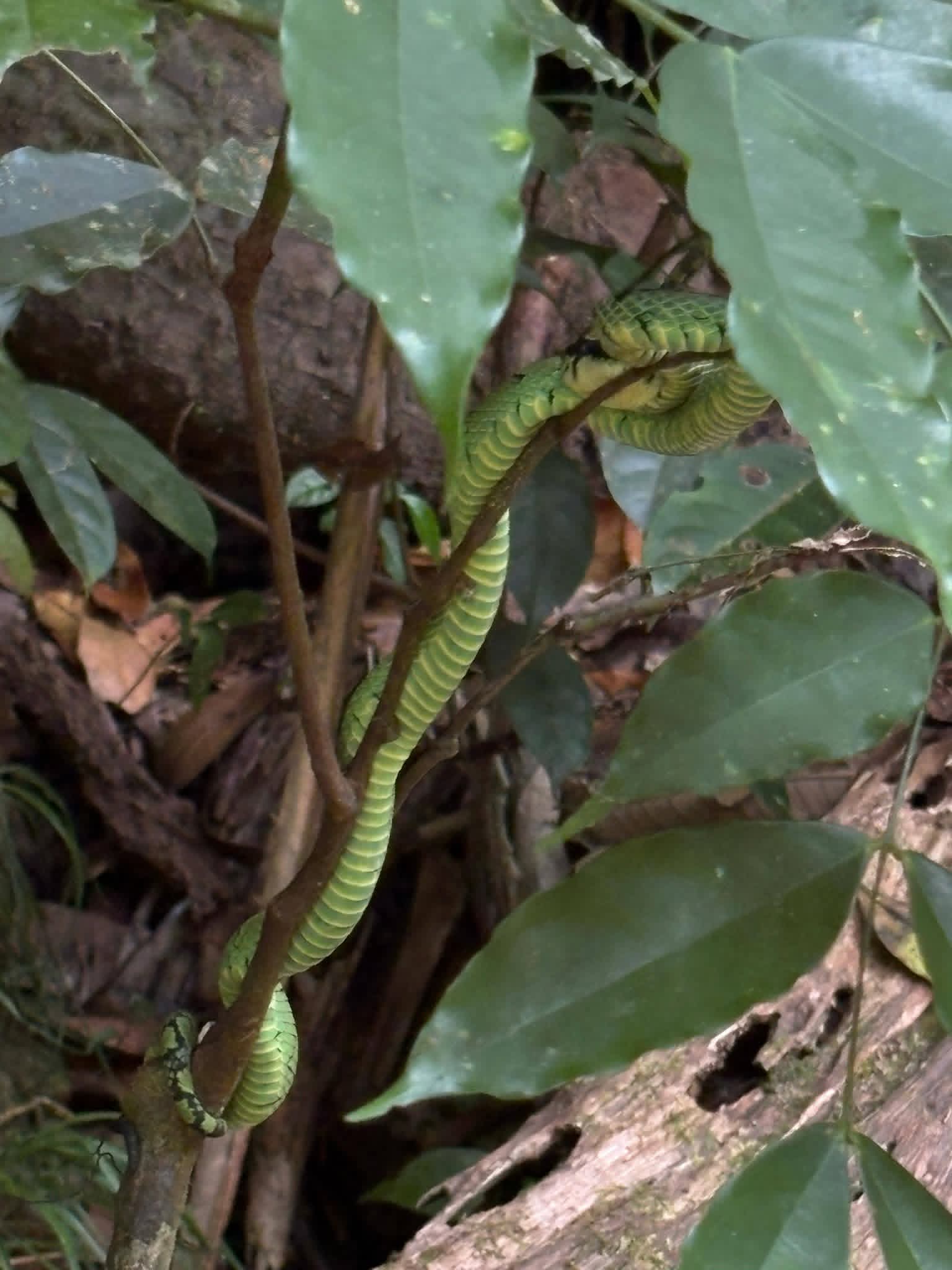 Sinharaja rainforest trek - sinha14