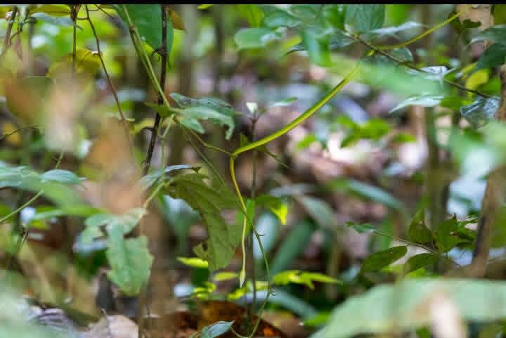 Sinharaja rainforest trek - sinha15