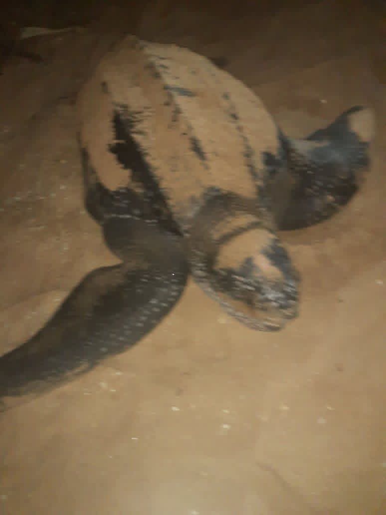 Sea turtle conservation in Sri Lanka - turtel3