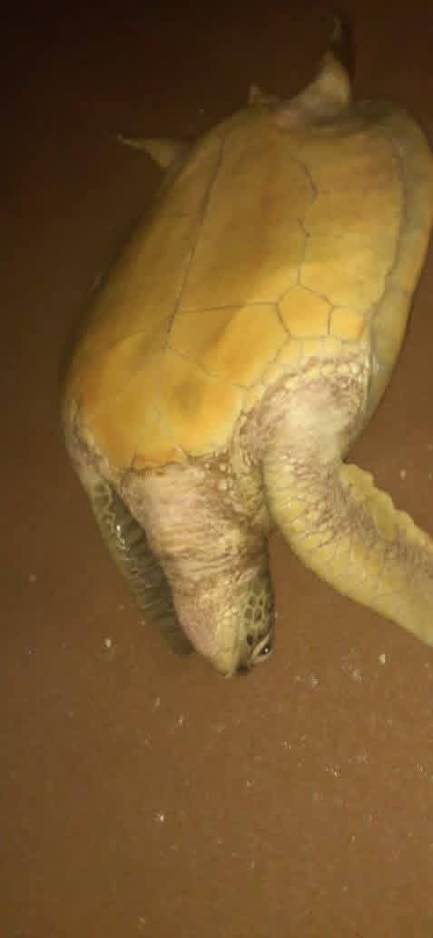 Sea turtle conservation in Sri Lanka - turtel4