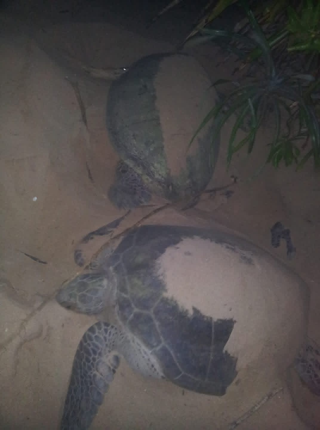 Turtle Watching Thumbnail 4