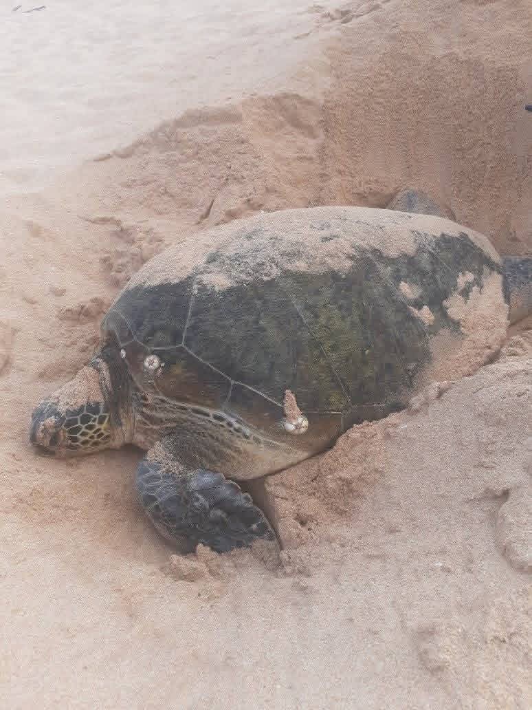 Turtle Watching Thumbnail 2