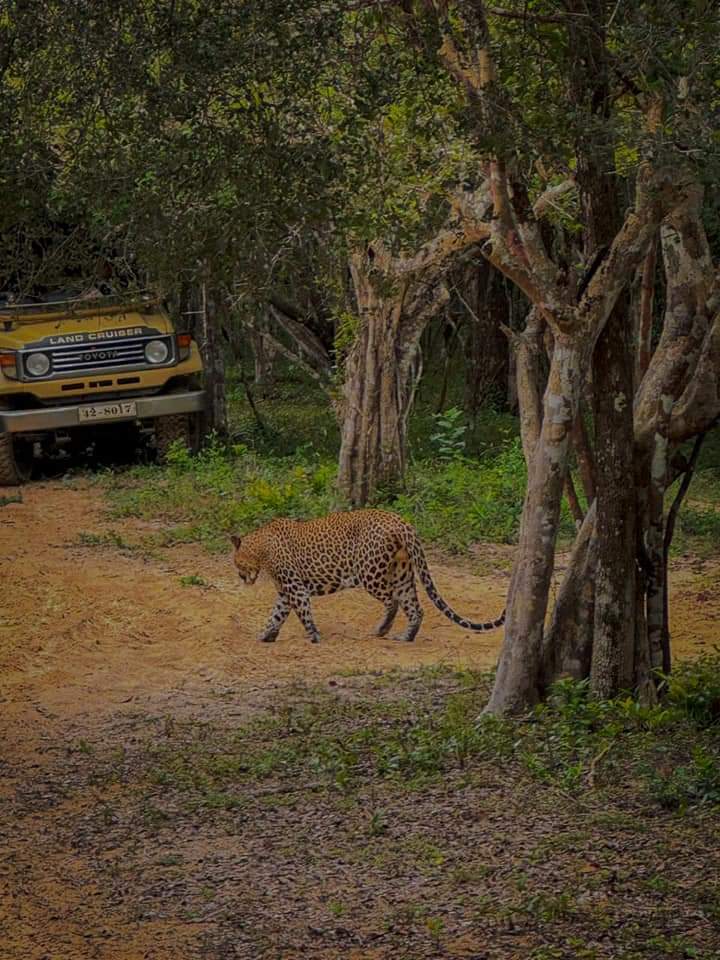 Wilpattu National Park Thumbnail 5