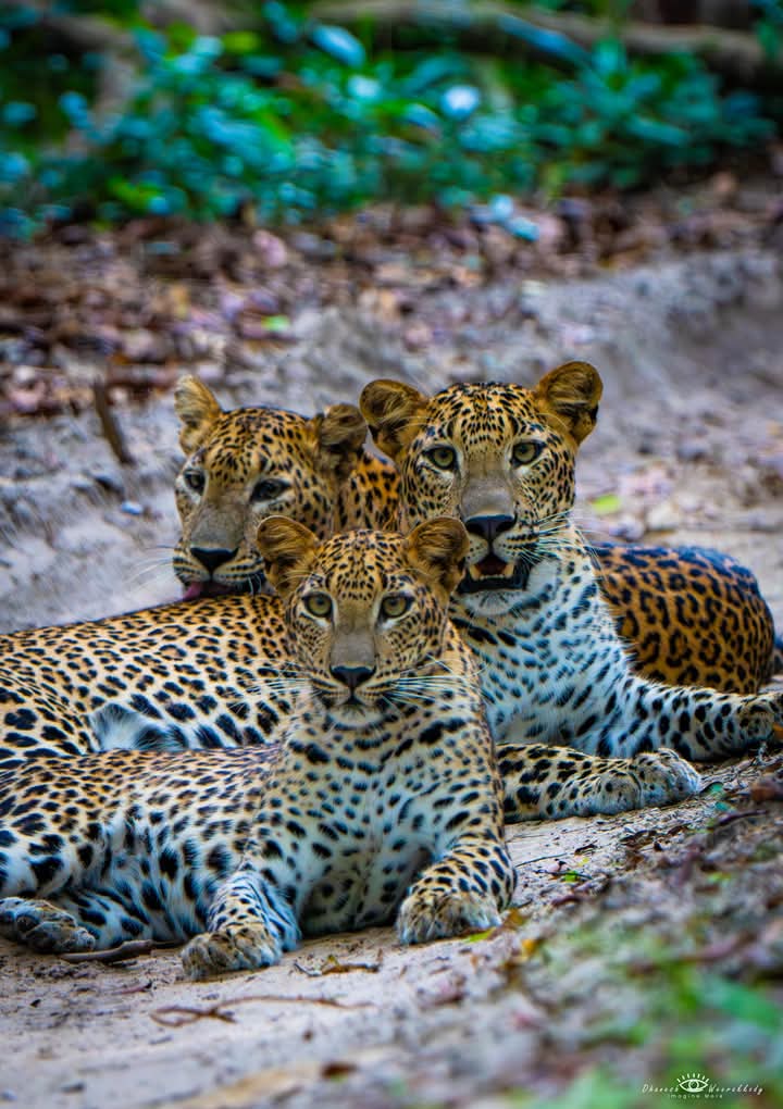 Yala National Park Thumbnail 3
