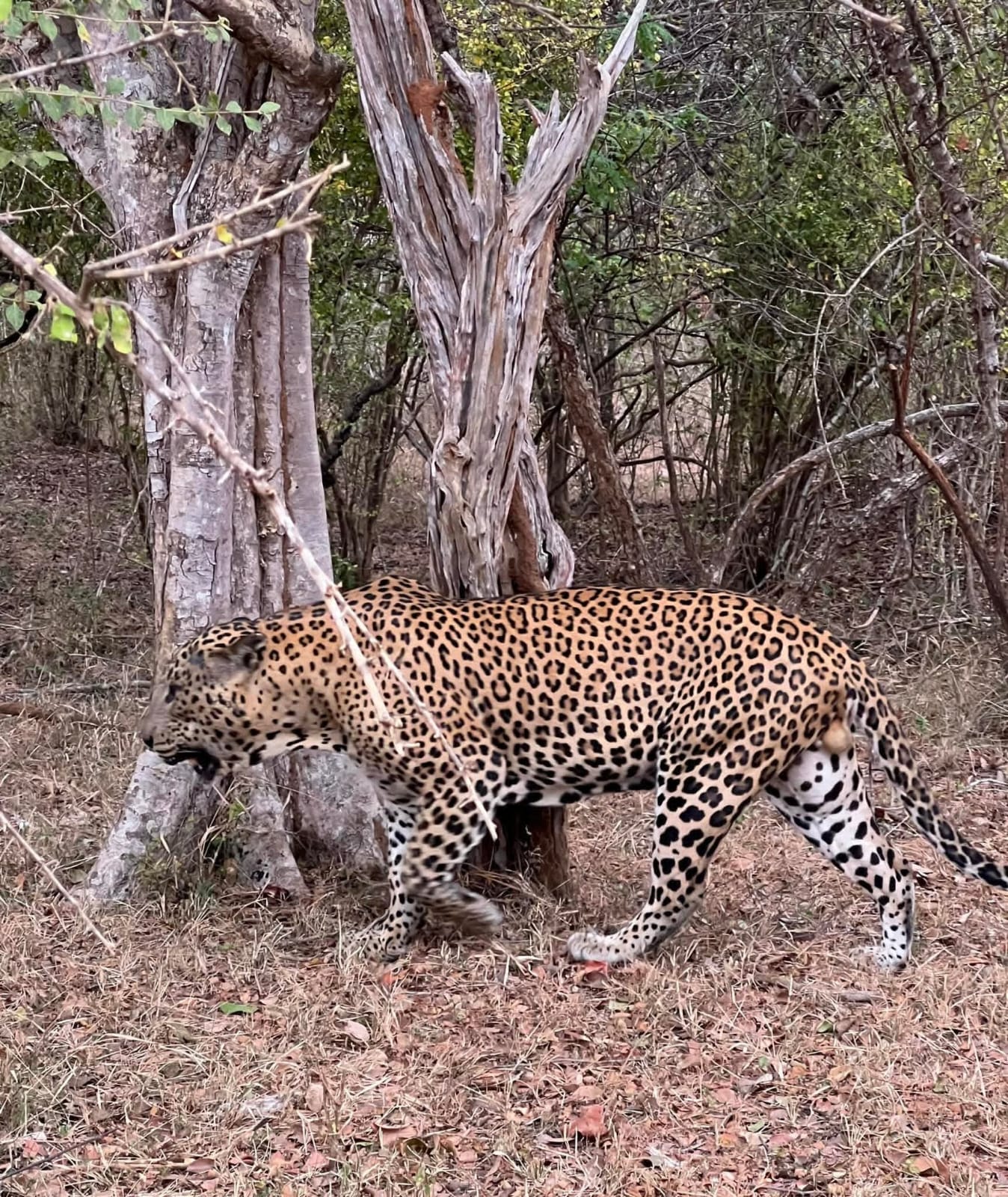 Lunugamvehera National Park Thumbnail 5